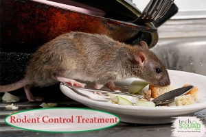 Effective and save results from TechSquadTeam rodent control